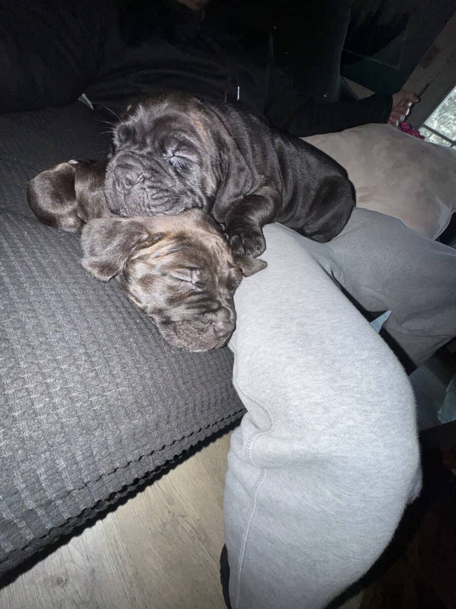 Cane Corso Puppies image 3