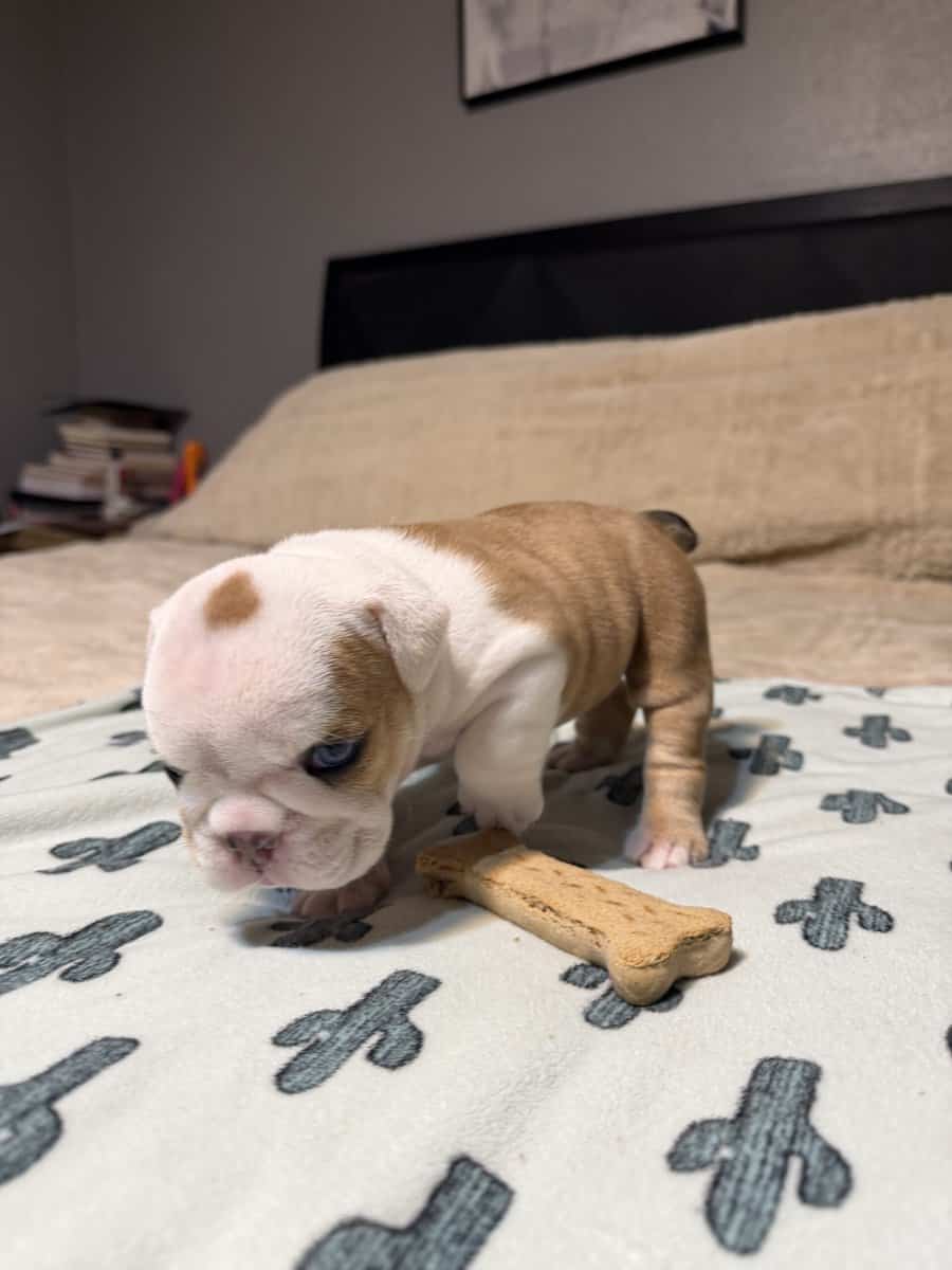 English Bulldog puppies image 1
