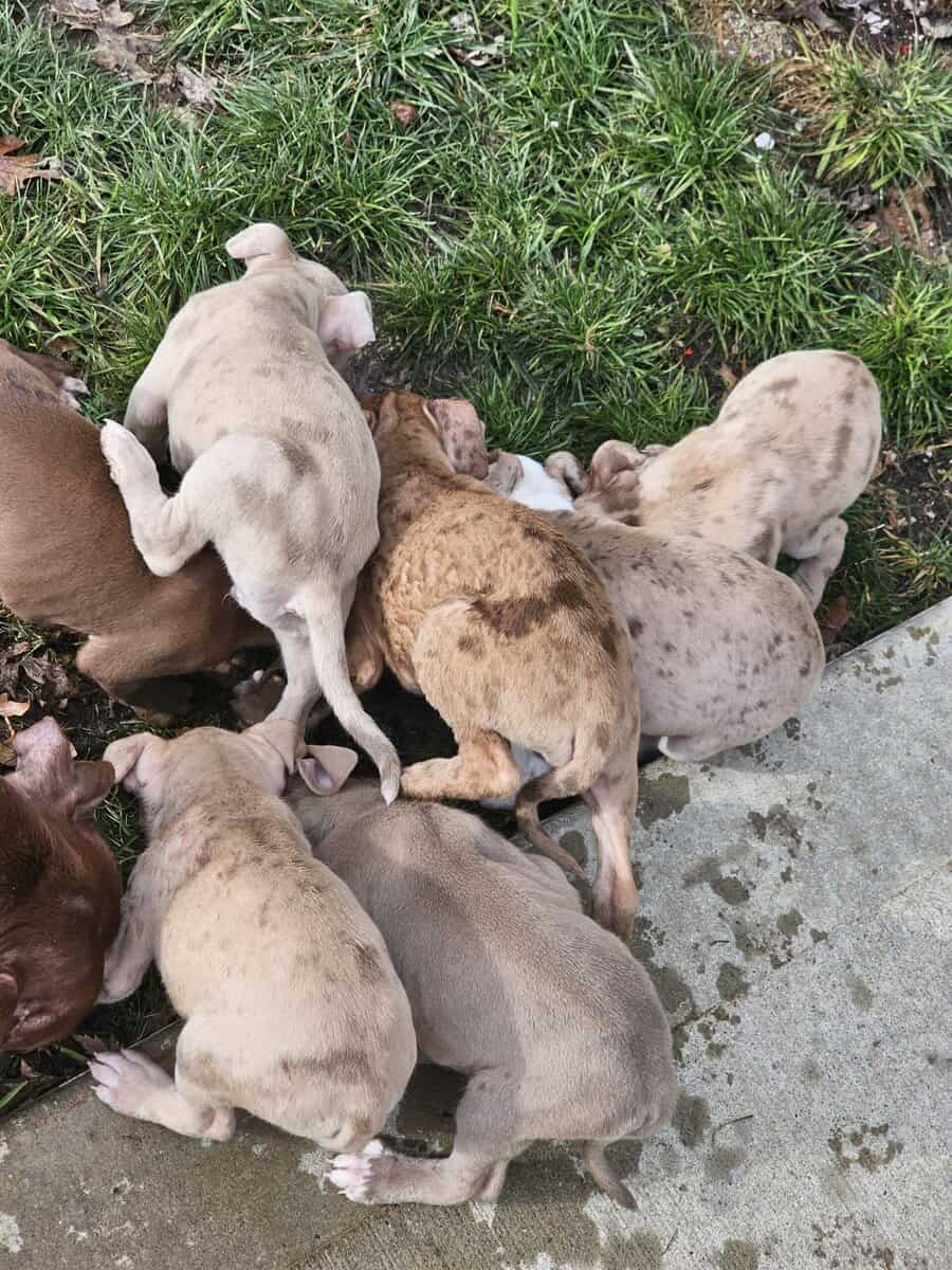 Bully puppies for sale image 12