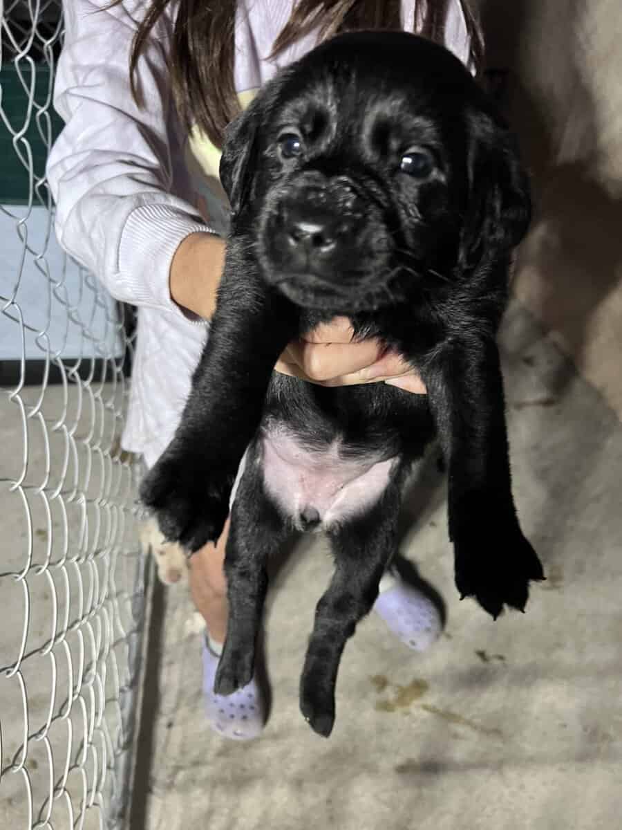 AKC lab puppies image 4