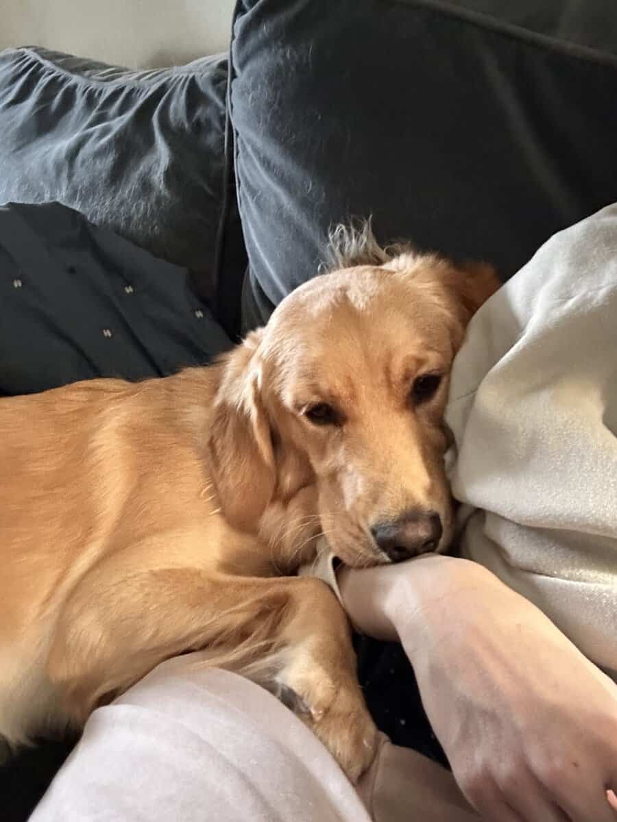 Mika-13 month old- Golden Retriever image 2