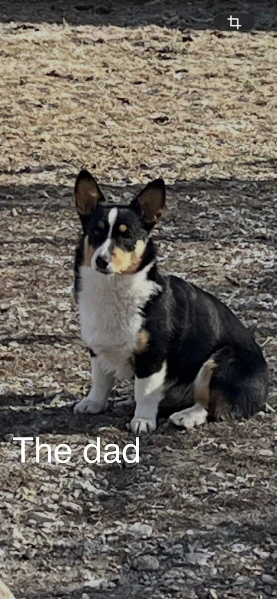 Corgi puppies image 2