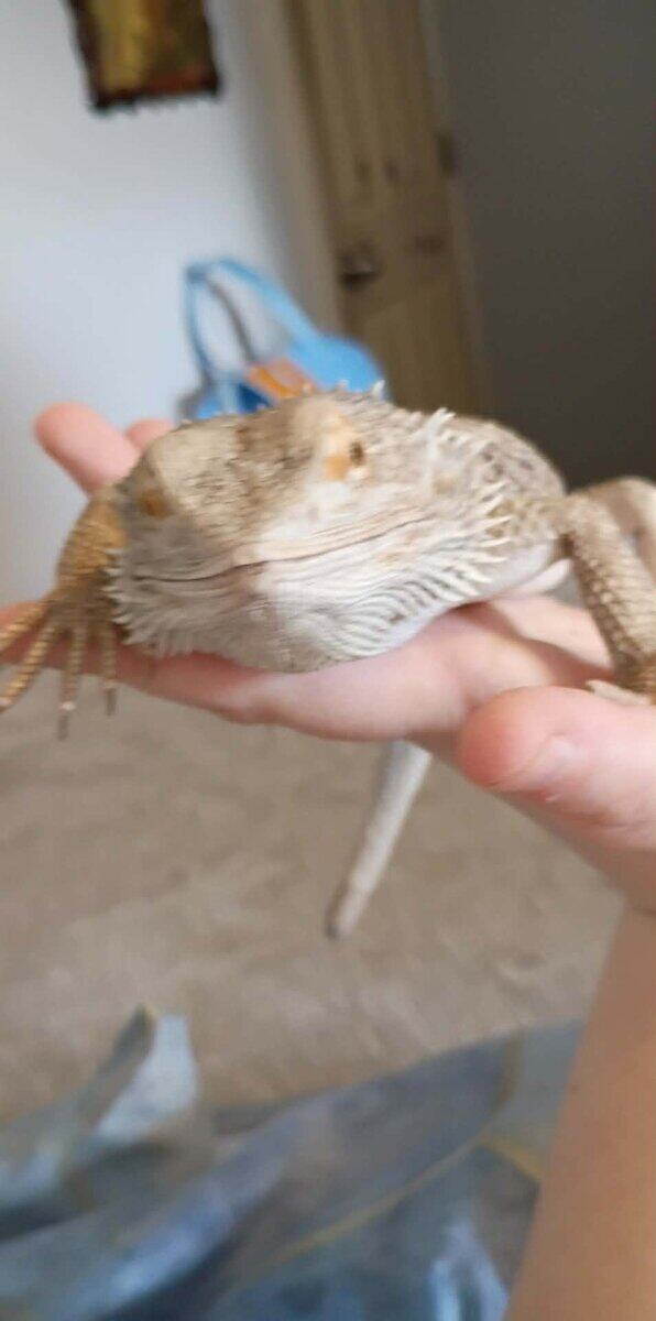 Rehoming Bearded dragon image 3