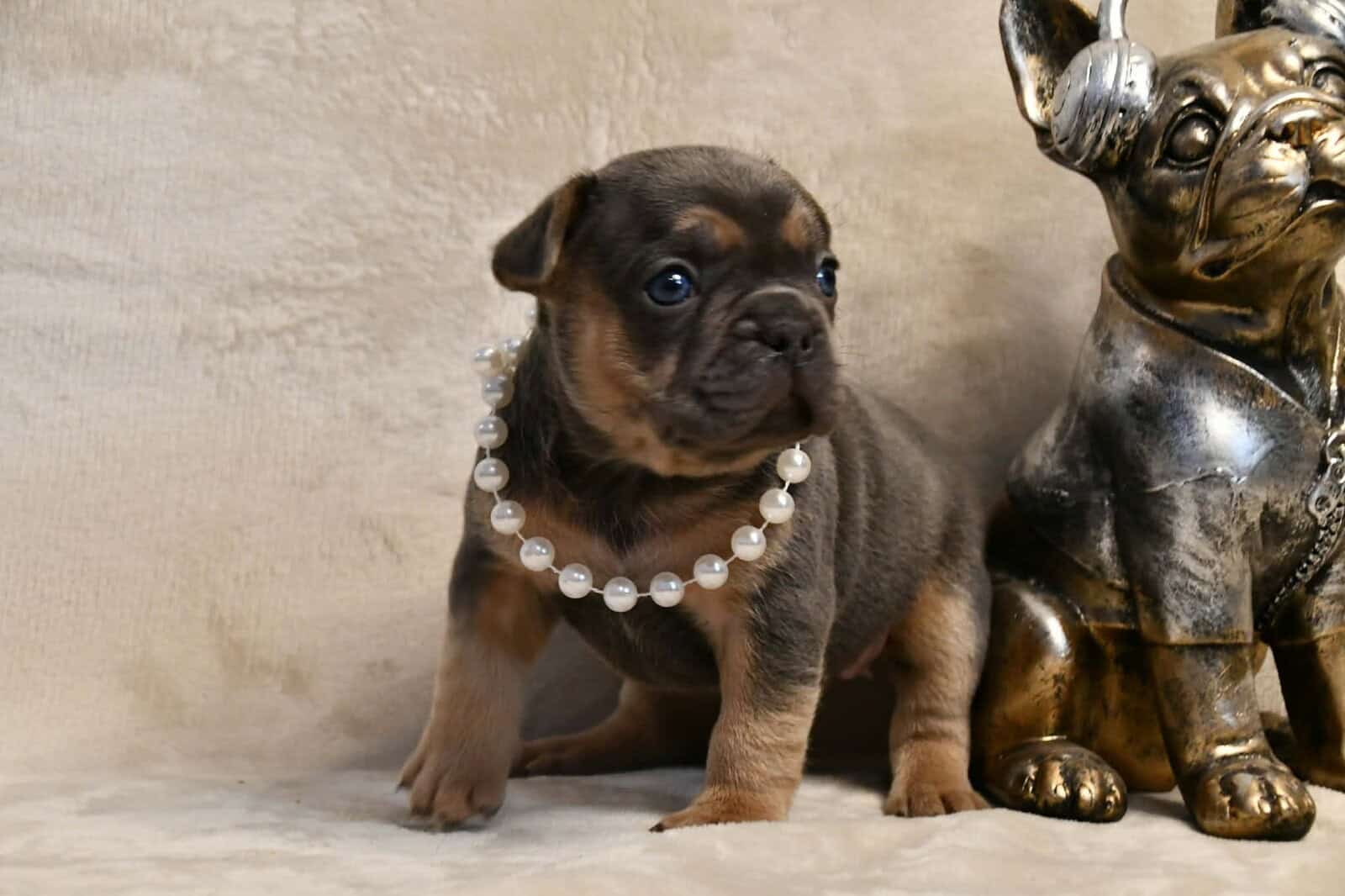 Litter of 6 for Sell - French Bulldogs image 23