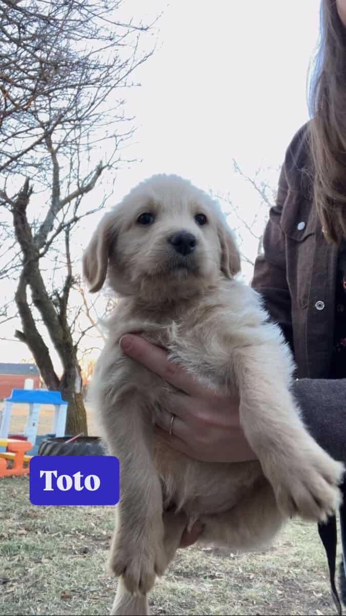 Kansas Labradoodles image 1
