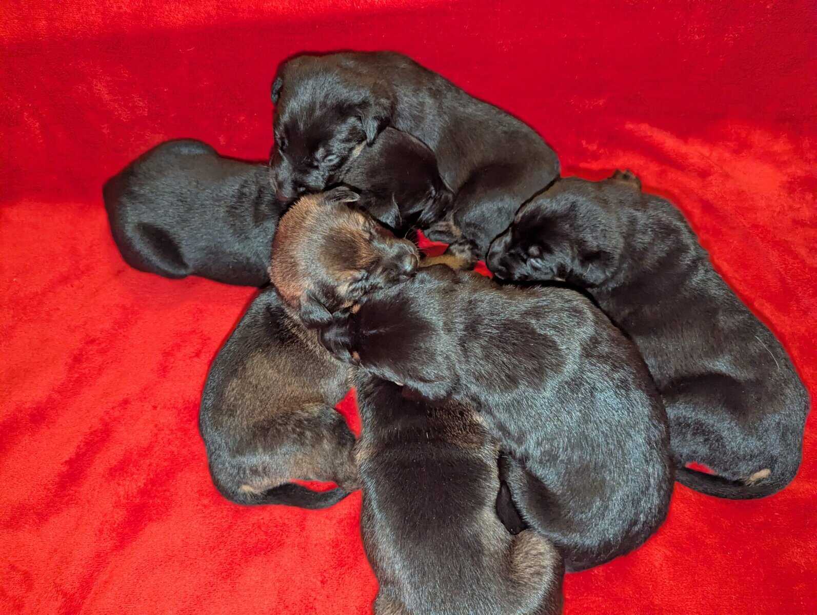 Doberman/German shepard image 2