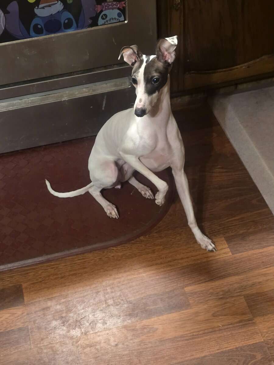 Italian greyhound image 1