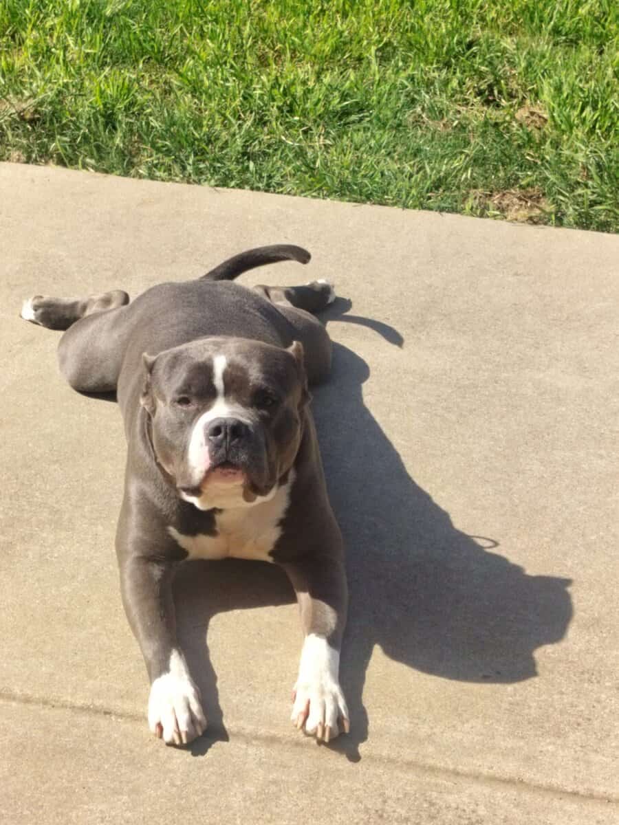 XL Bully image 2