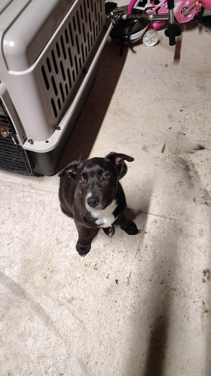 Male Lab Mix Puppy image 5
