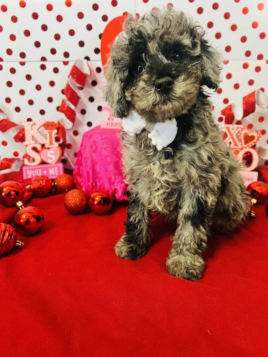 Merle Mini Poodle image 1