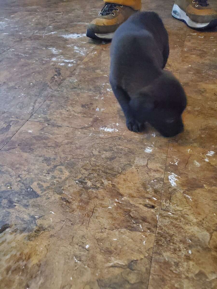 Puppys image 1