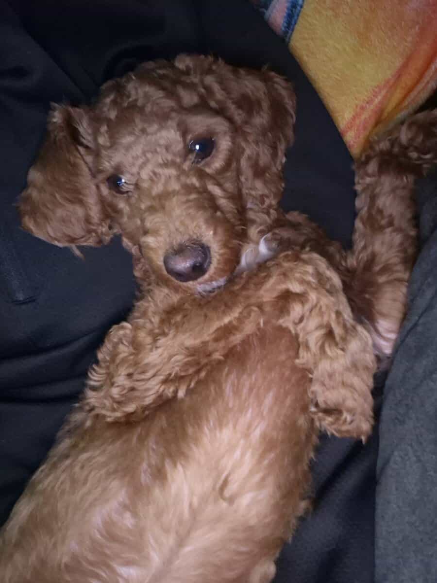 7 month old Toy/Miniature Poodle ckc possible image 1