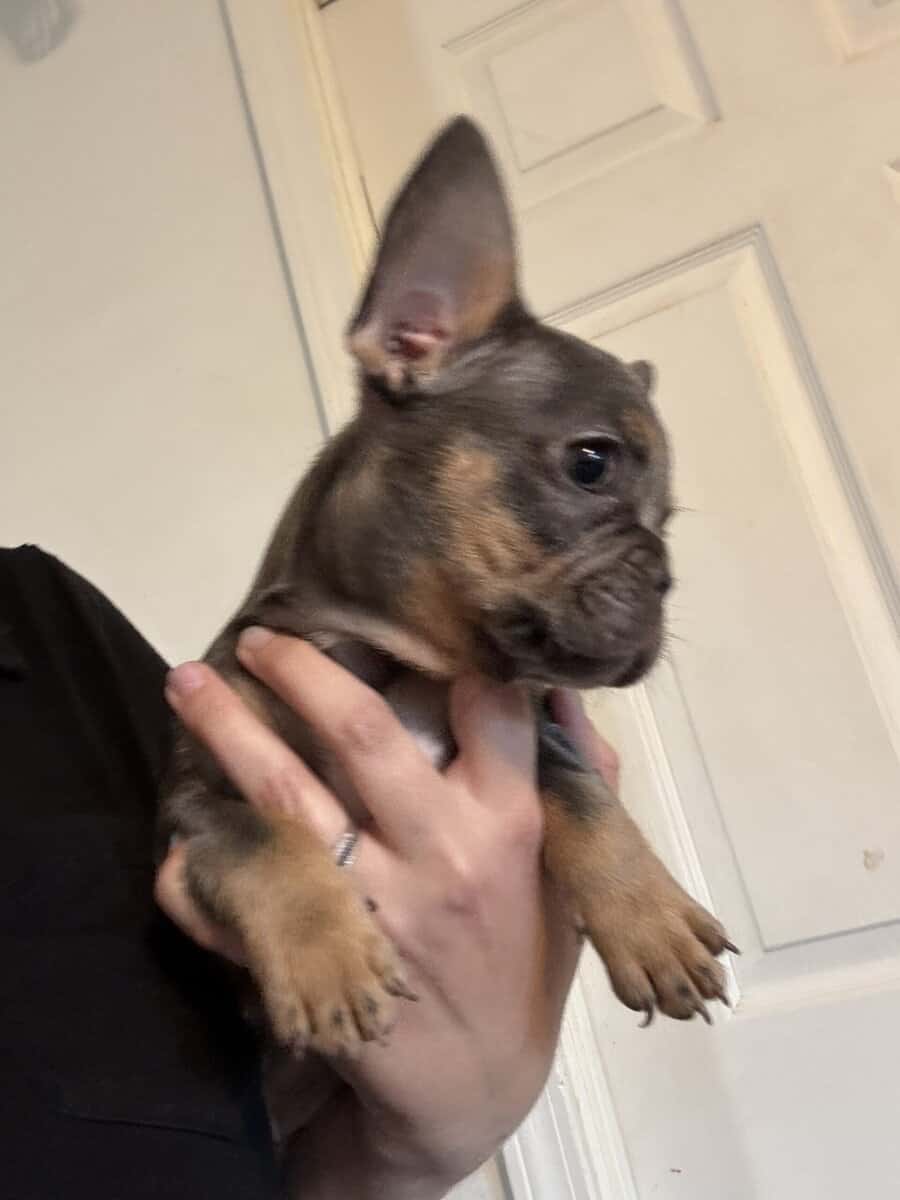 French Bulldog image 1