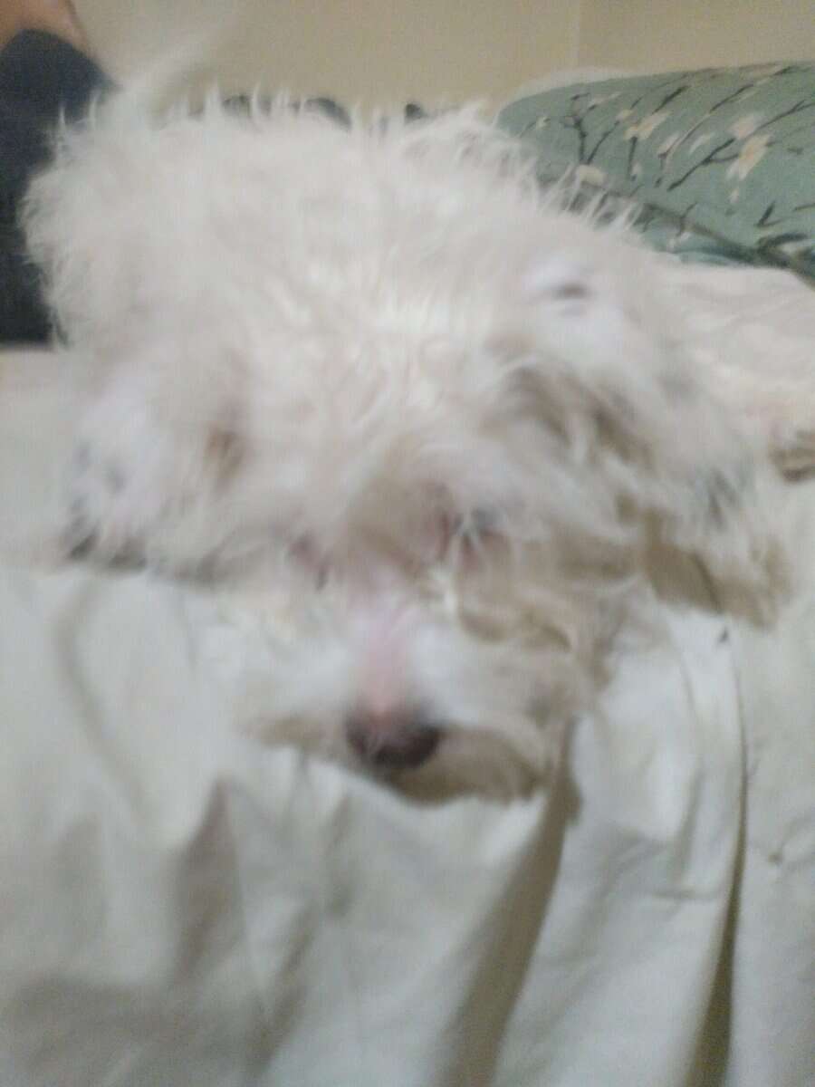 Maltese, havapoo, brewier terrier image 3