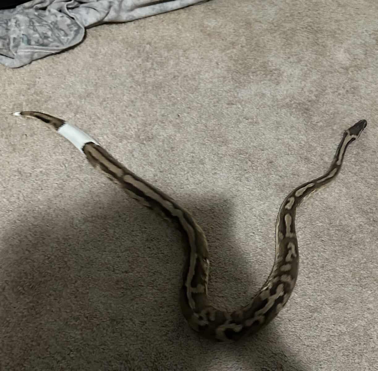 Pied Ball Python image 2