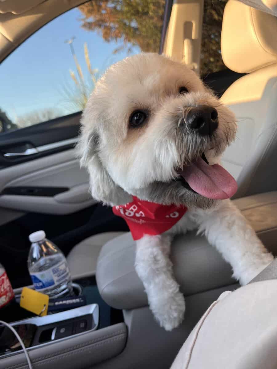Rehoming Charlie - schnauzer poodle image 1