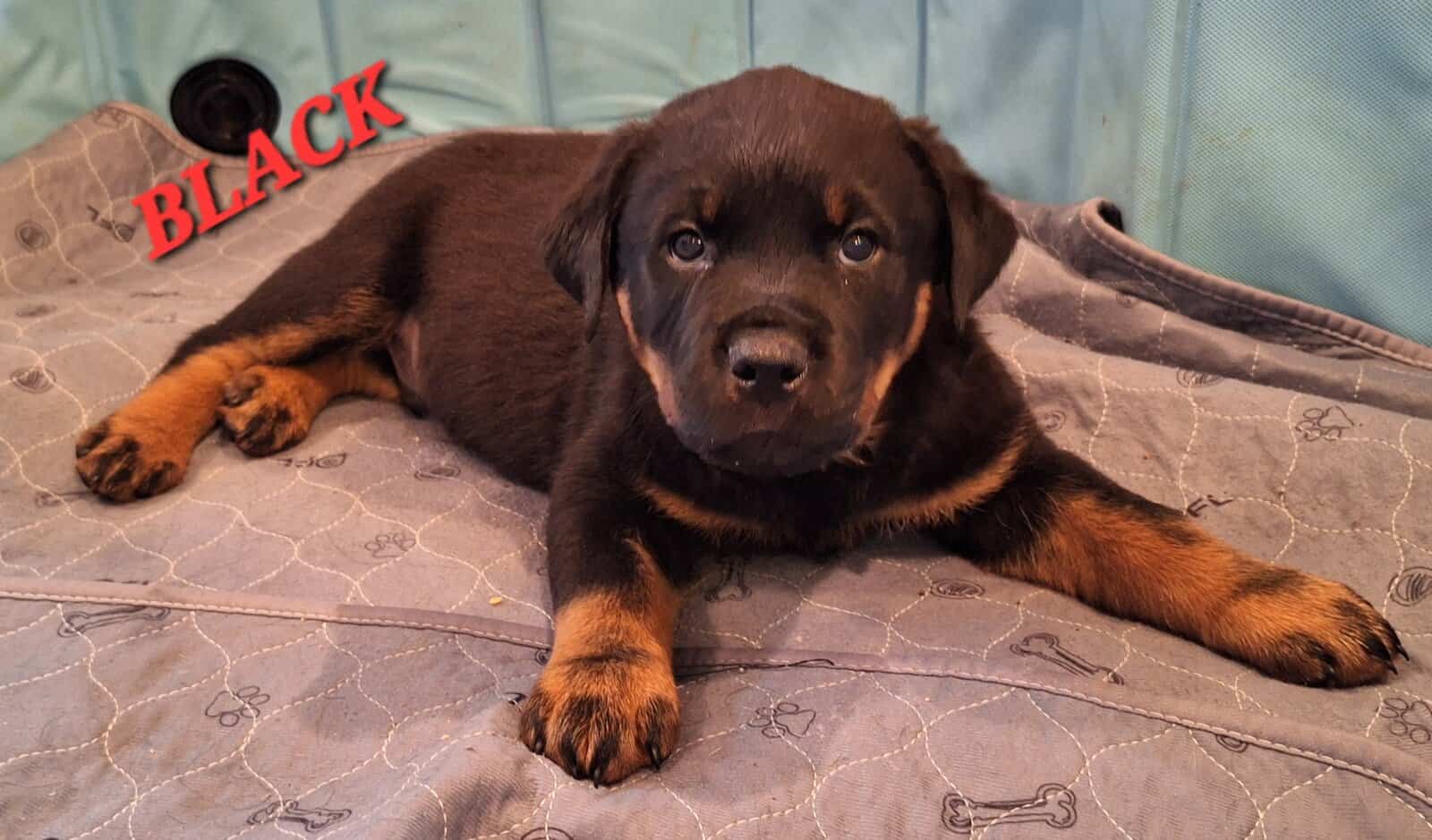 Registered Rottweiler puppies image 5
