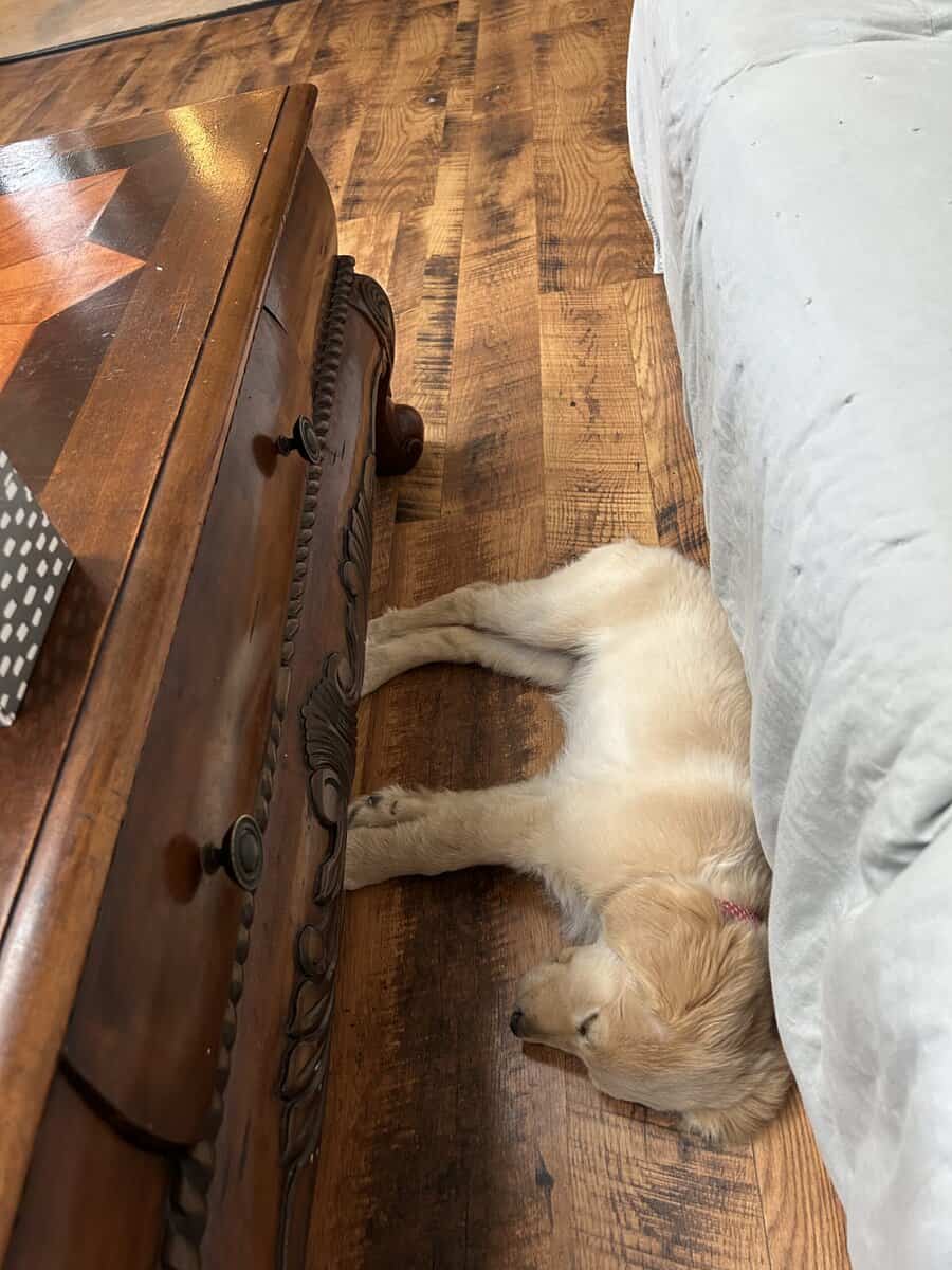 Mika-13 month old- Golden Retriever image 6