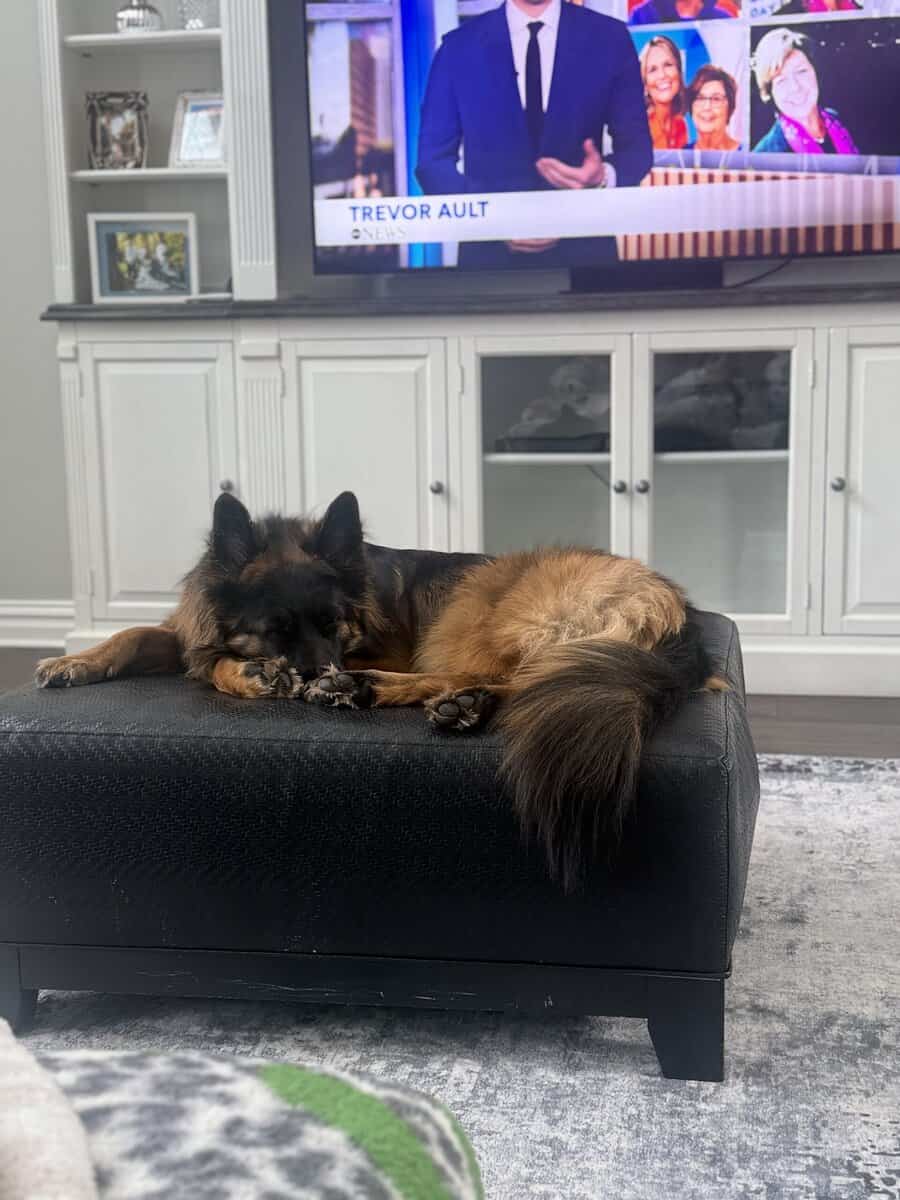 Purebred Champion German Shepherd image 24