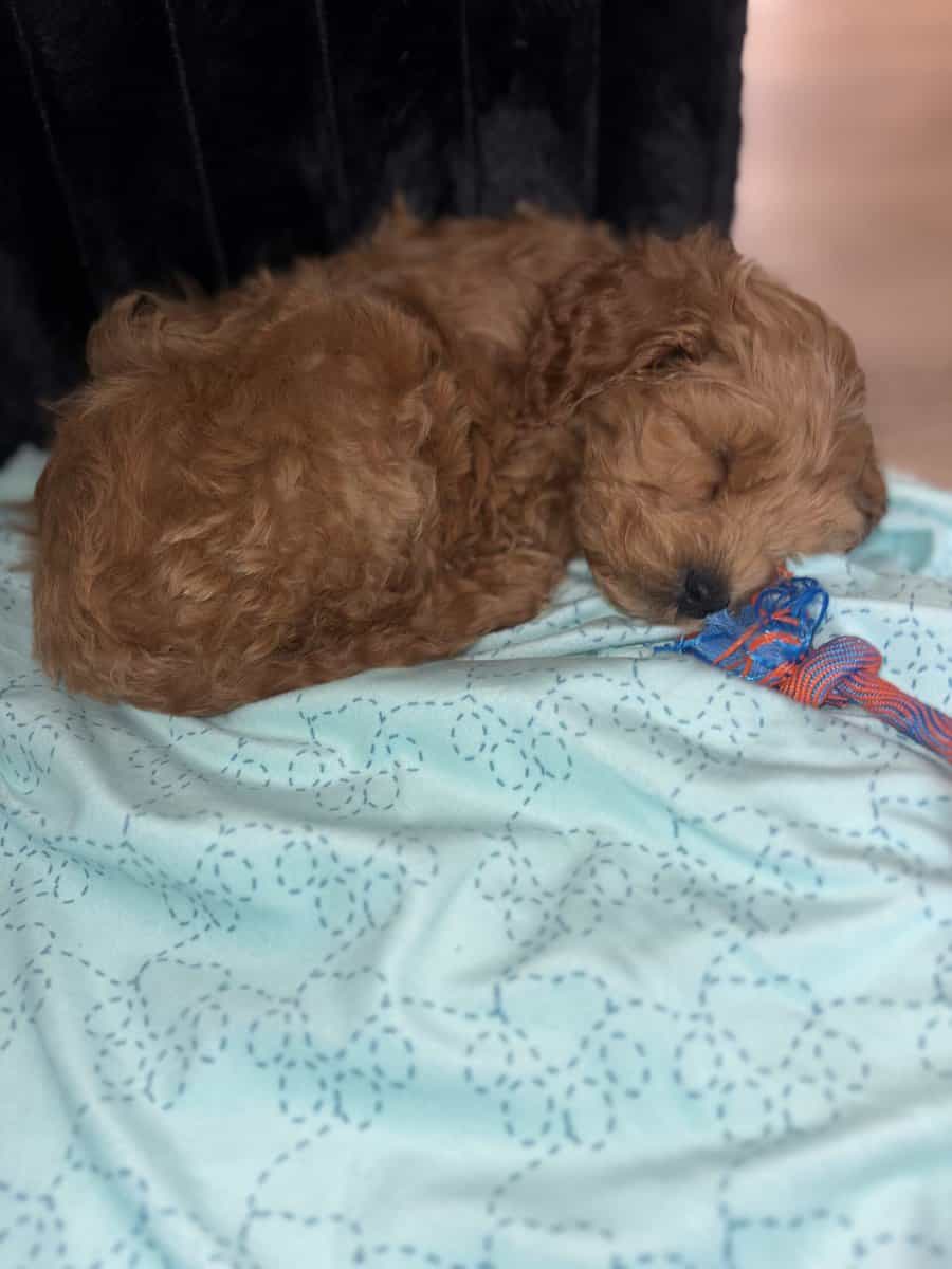 Miniature Goldendoodle For Sale!! image 2