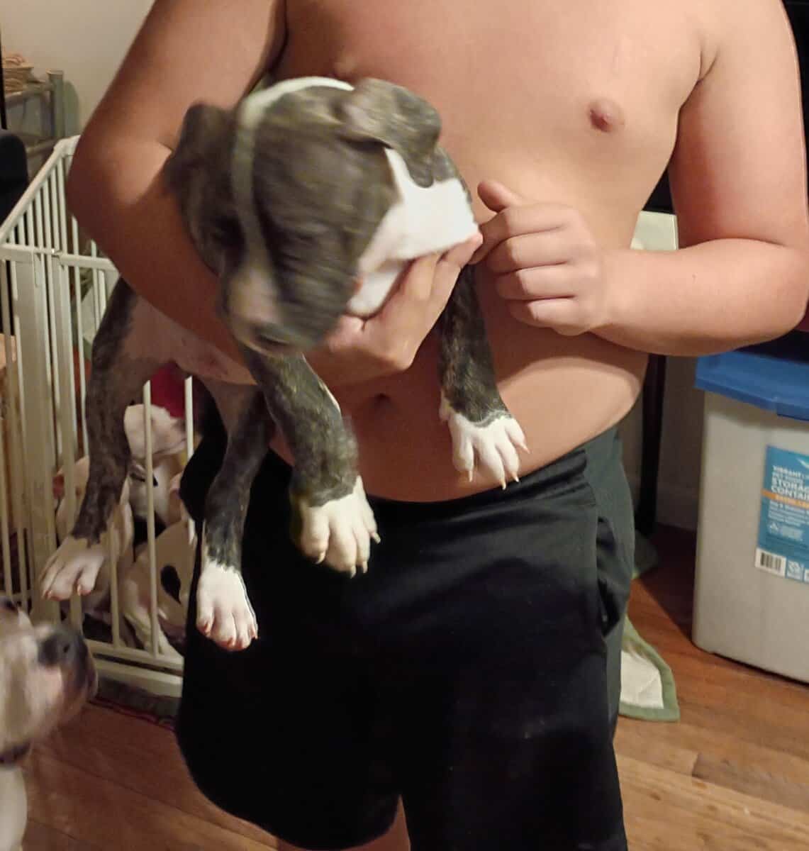 adorable pit bull puppies image 4