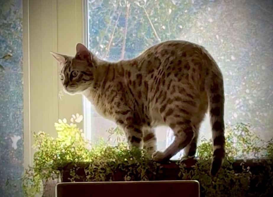 Bengal Cat 11 month old female for sale image 2