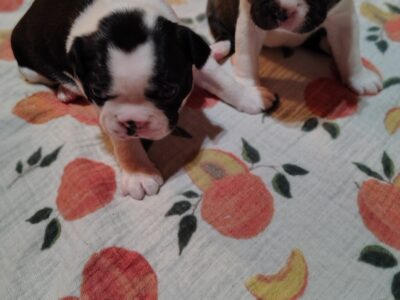 AKC Boston Terriers