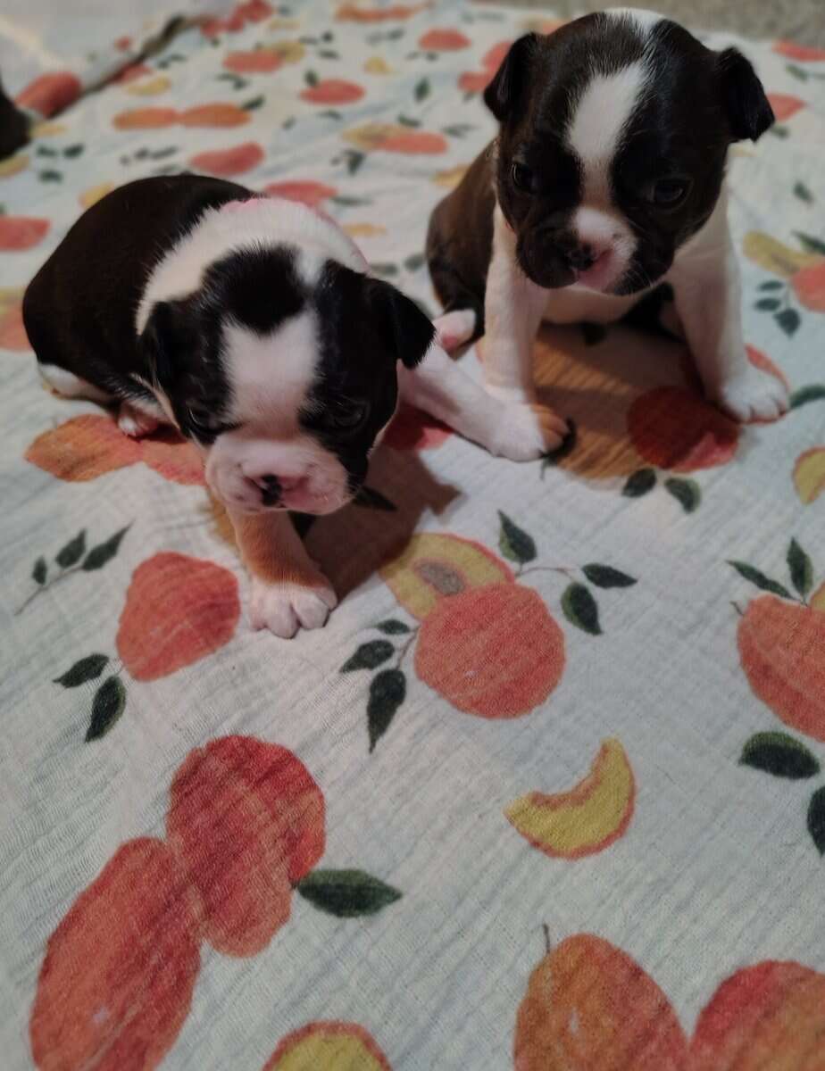 AKC Boston Terriers image 1