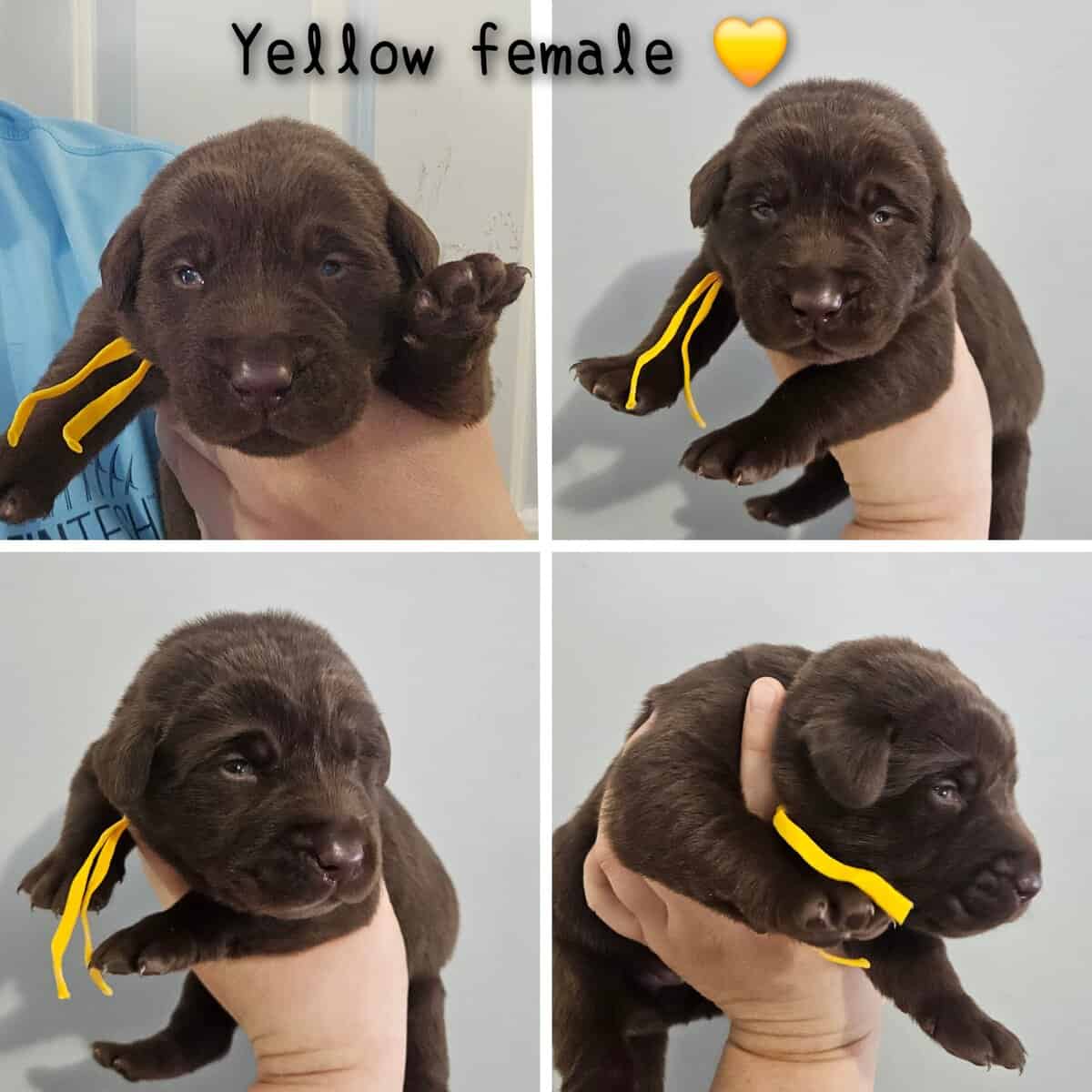 Labrador puppy lab image 4