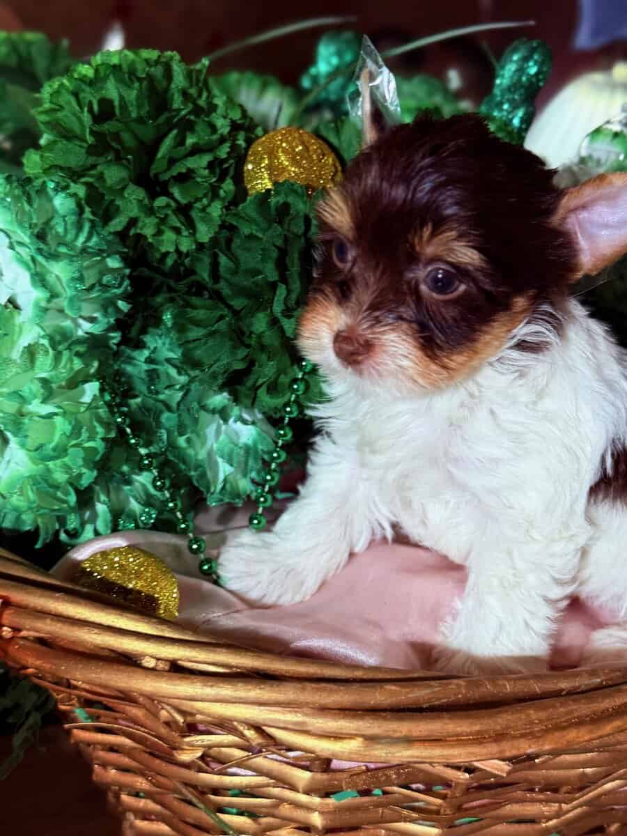 Yorkies puppy's ready image 7