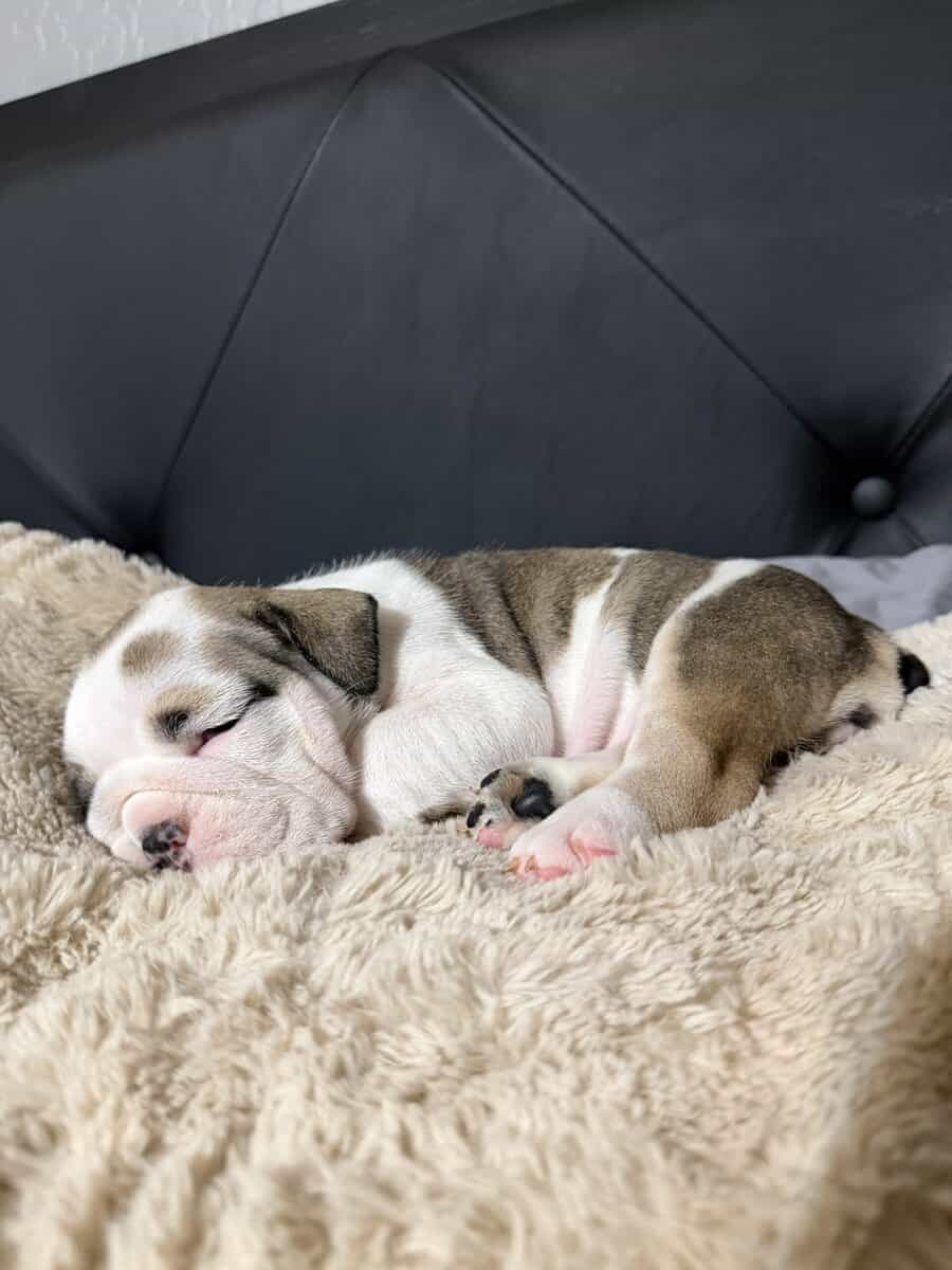 English Bulldog puppies image 20