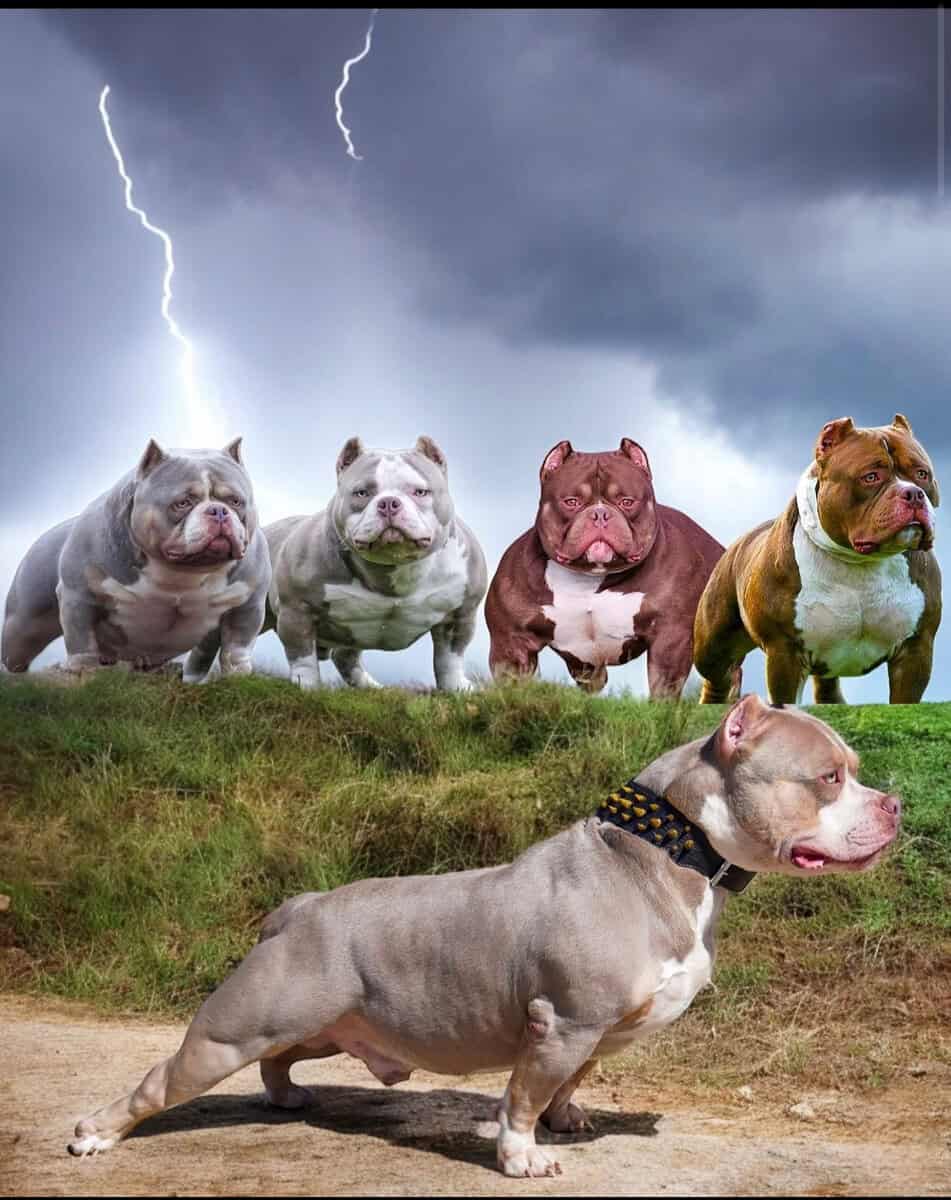 American bully puppy image 8