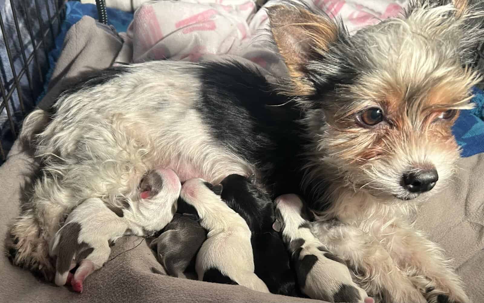 Yorkie Pups image 1
