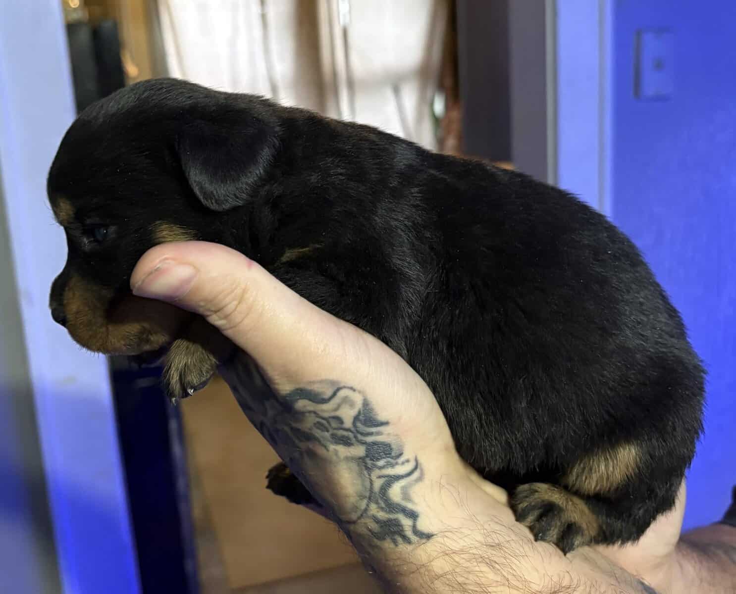 AKC Female Rottweiler Puppies image 3
