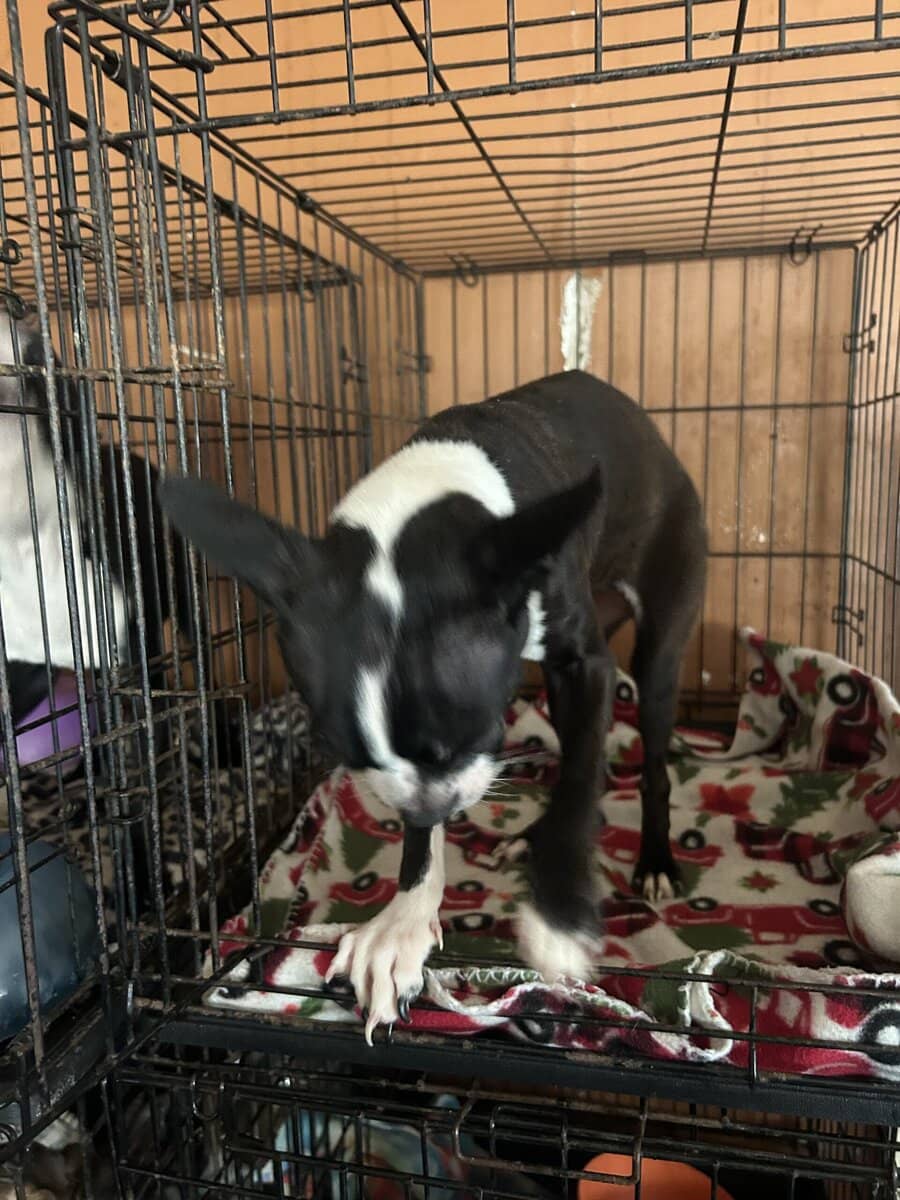 Boston Terrier image 4