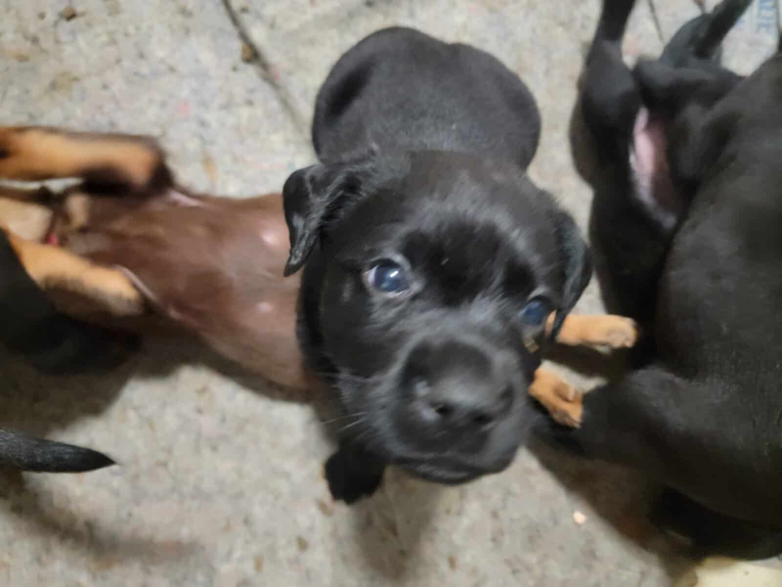 Chocolate lab/ Rotty mix image 2