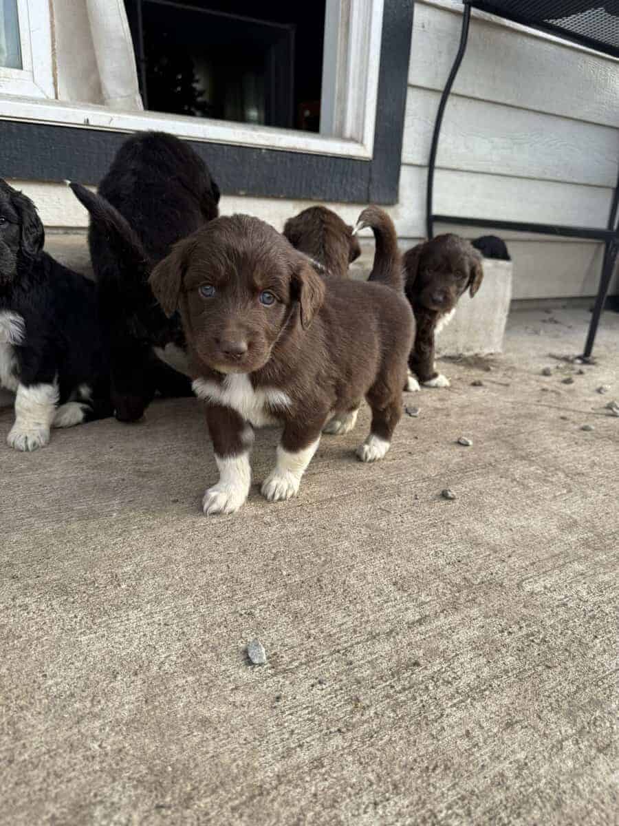 Puppies Needing Their Forever Homes! image 10