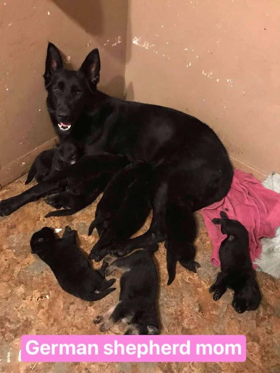 Akc German Shepherd Puppies image 9
