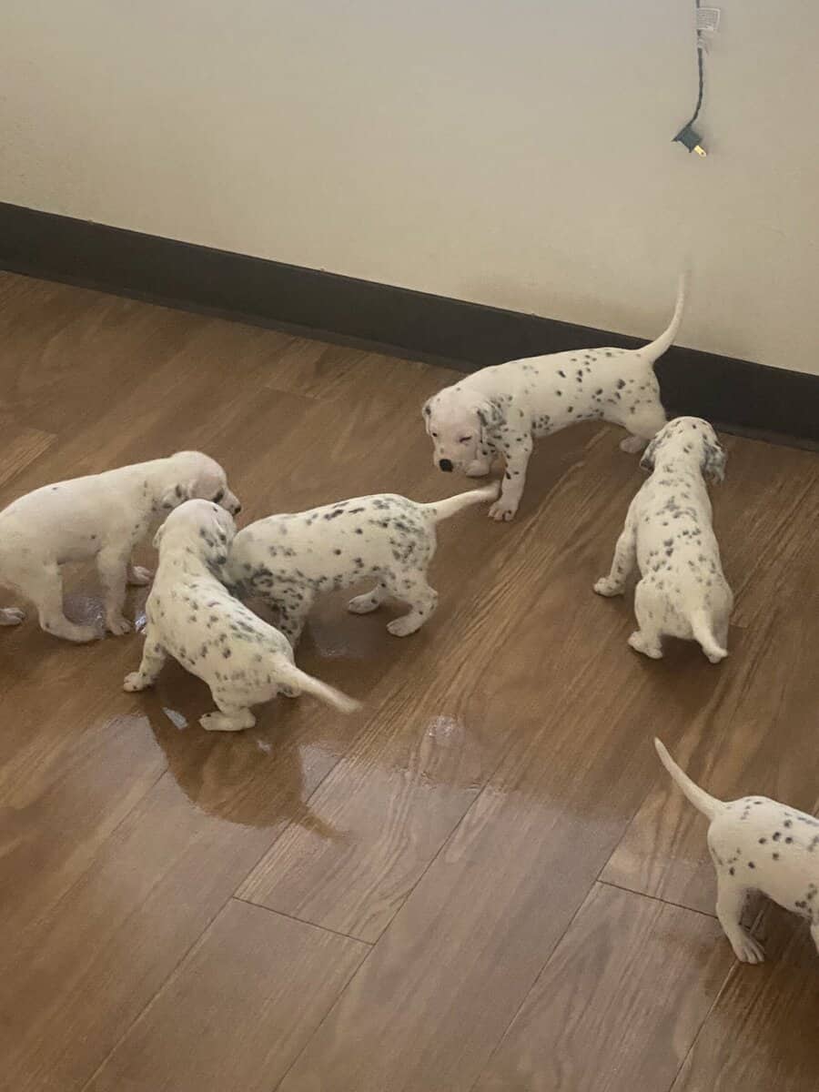 Dalmatian puppies image 2