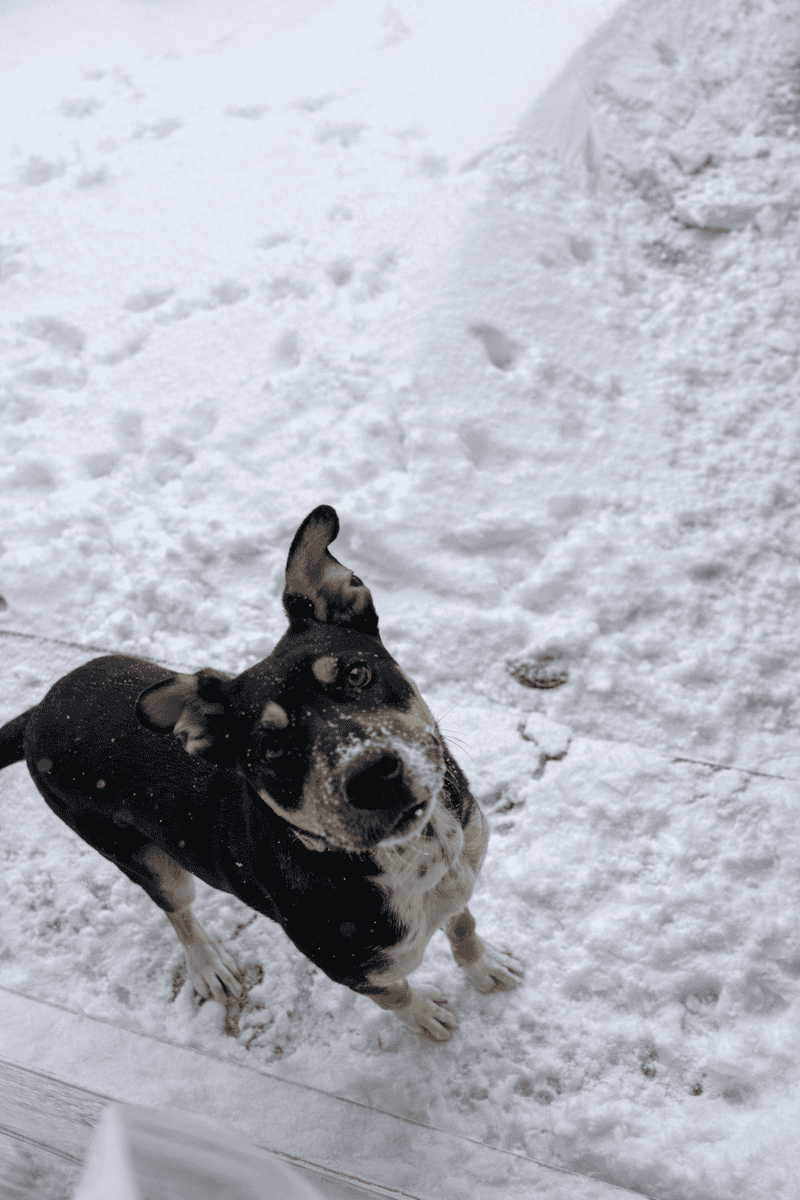 Rehoming Rocket image 2