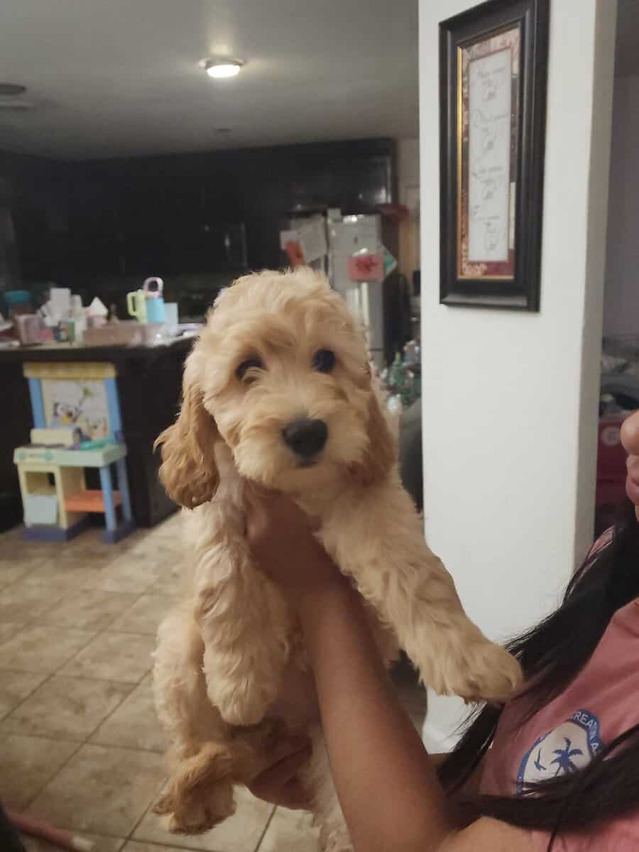 Mochi - Home raised Female F1B Goldendoodle image 1