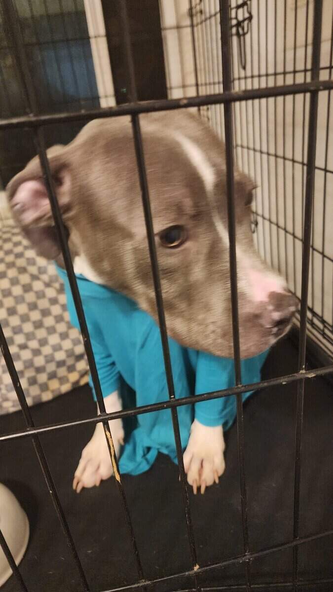 Blue Nose pit for sale image 1