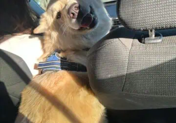 2 1/2-year-old German Shepherd