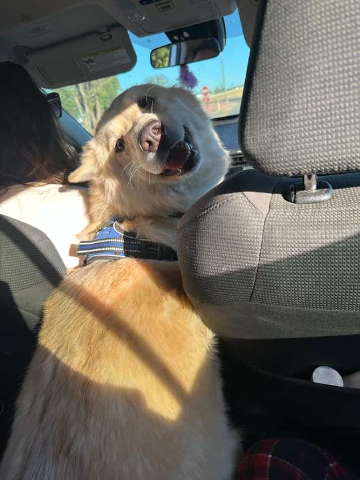 2 1/2-year-old German Shepherd image 1