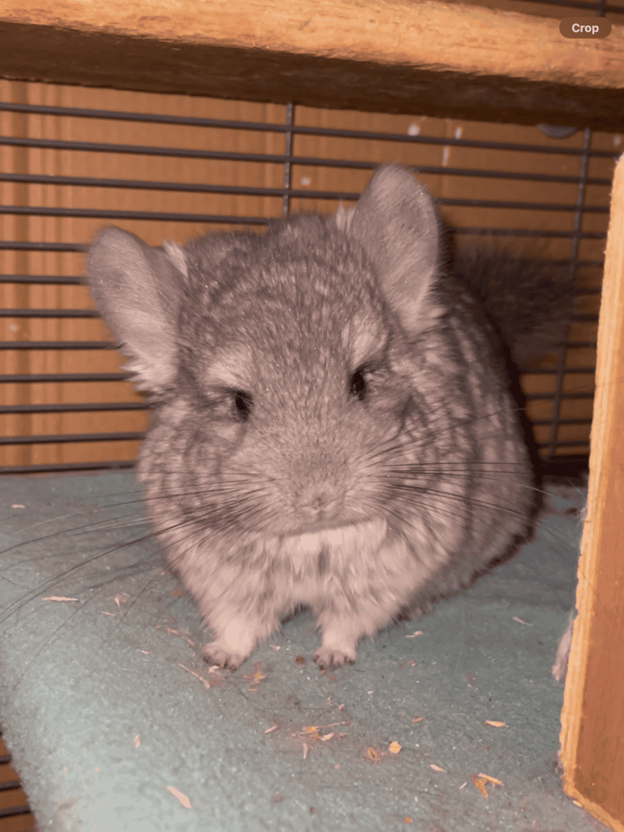 Angora Girl Chinchilla Young image 2