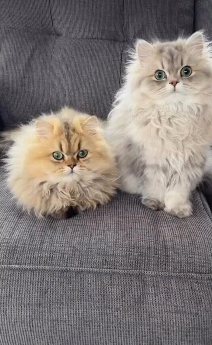 CFA Certified Persian Kittens image 3