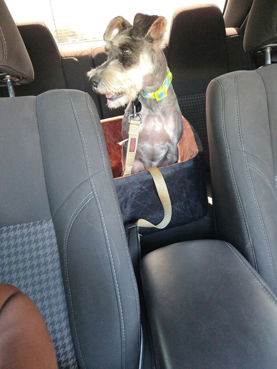 Mini schnauzer image 3