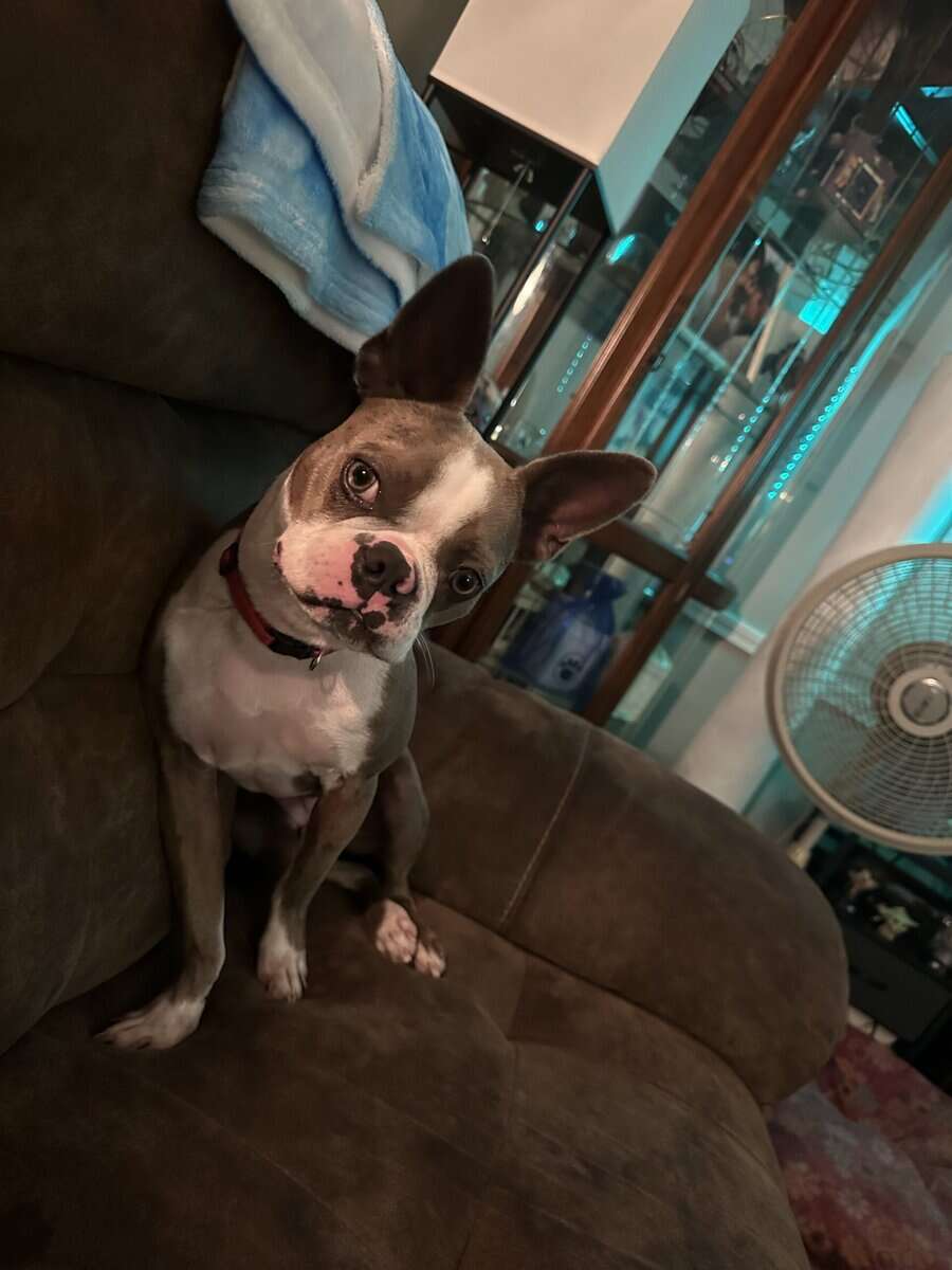 2 y/o Boston Terrier needs new home image 4