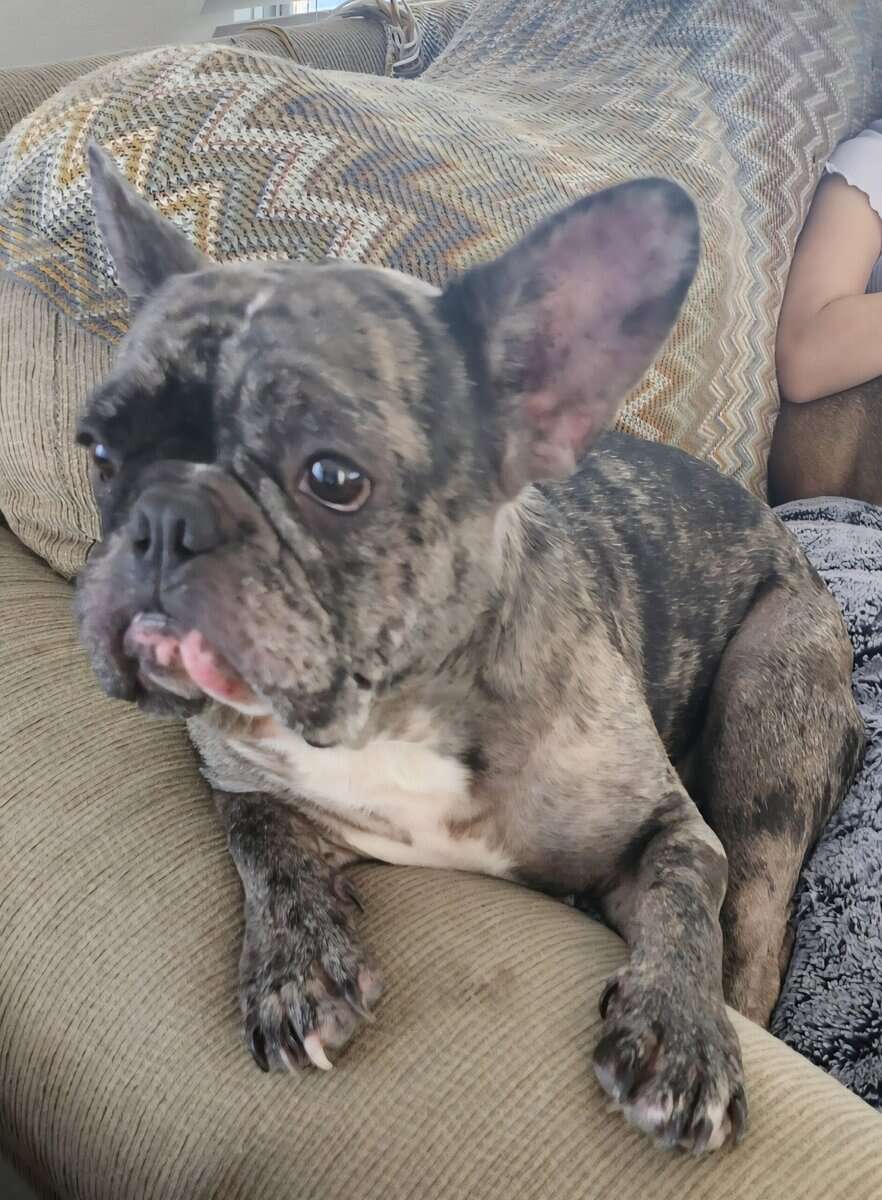 Black & Grey Merle French Bulldog image 1