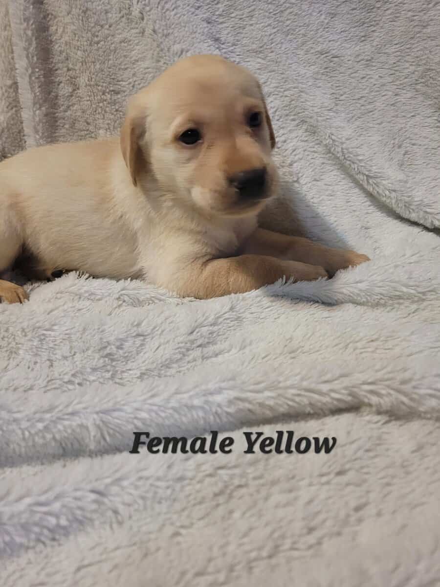 Lab Puppies image 2